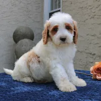 Dixon, a male Goldendoodle for sale in Narvon, PA – 7 of 7