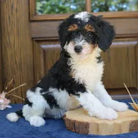 Phoenix, a male Bernedoodle for sale in Narvon, PA – 2 of 7