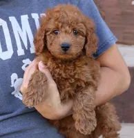 Sammy, a male Miniature Goldendoodle for sale in Narvon, PA – 2 of 5