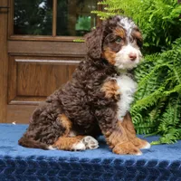 Ruffles, a male Bernedoodle for sale in Narvon, PA – 2 of 8