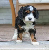 Clover, a female Cavapoo for sale in Narvon, PA – 7 of 9