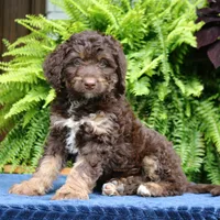 Rambo, a male Bernedoodle for sale in Narvon, PA – 5 of 8
