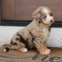 Polly, a female Miniature Bernedoodle for sale in Narvon, PA – 5 of 9