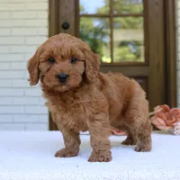 Jagger, a male Cavapoo for sale in Narvon, PA – 5 of 6