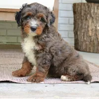 Denver, a male Miniature Bernedoodle for sale in Narvon, PA – 5 of 7