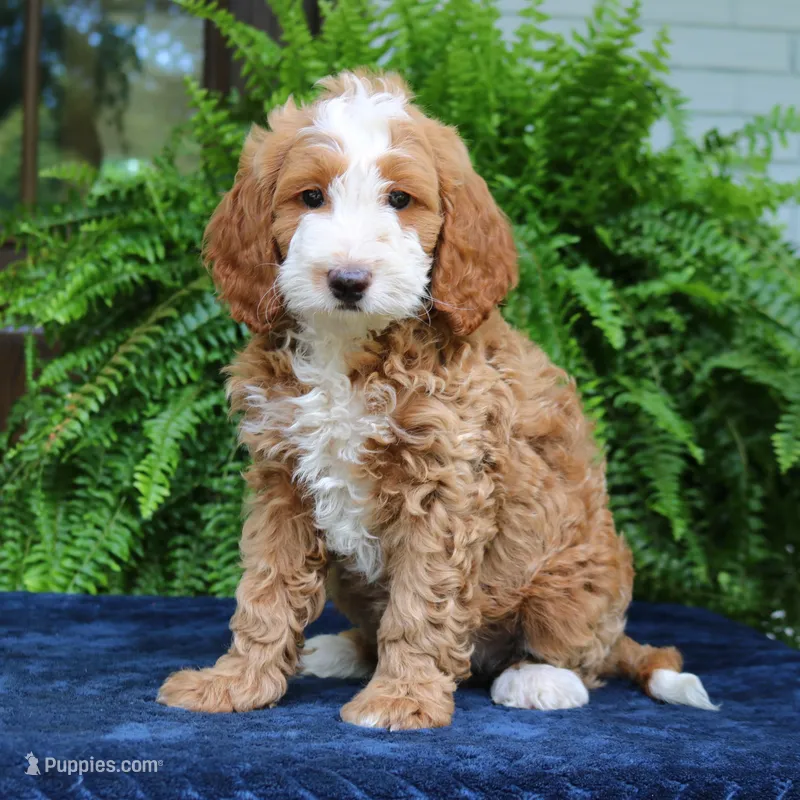 Jax – Cavapoo puppy for sale in Narvon, PA