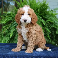 Jax, a male Cavapoo for sale in Narvon, PA – 5 of 6