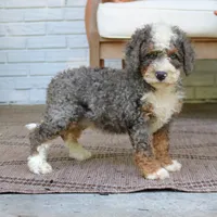 Buddy, a male Bernedoodle for sale in Narvon, PA – 8 of 9