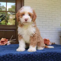 Baxter, a male Bernedoodle for sale in Narvon, PA – 7 of 10
