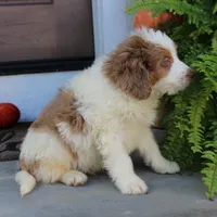 Blaze, a male Miniature Bernedoodle for sale in Narvon, PA – 4 of 5