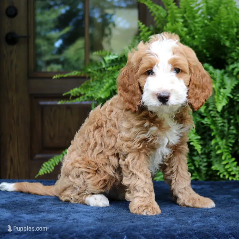 Jax – Cavapoo puppy for sale in Narvon, PA