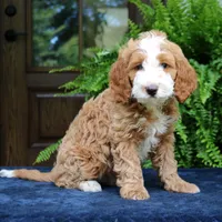 Jax, a male Cavapoo for sale in Narvon, PA – 1 of 6