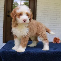 Baxter, a male Bernedoodle for sale in Narvon, PA – 8 of 10