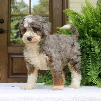 Bentley, a male Bernedoodle for sale in Narvon, PA – 5 of 10