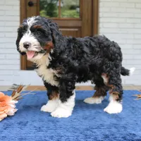 Denver, a male Bernedoodle for sale in Narvon, PA – 4 of 6