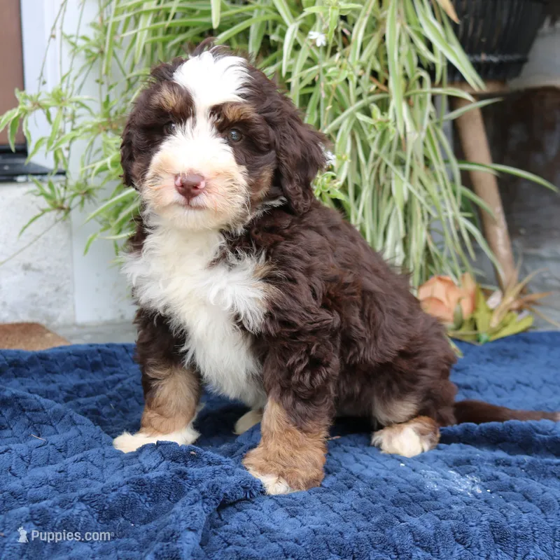 Paisley – Miniature Bernedoodle puppy for sale in Narvon, PA