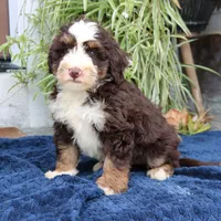 Paisley, a female Miniature Bernedoodle for sale in Narvon, PA – 1 of 7
