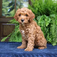 Jordan, a male Cavapoo for sale in Narvon, PA – 4 of 6