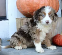 Bella , a female Miniature Bernedoodle for sale in Narvon, PA – 3 of 5
