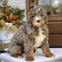 Buddy mini f2b , a male Miniature Bernedoodle for sale in Narvon, PA – Photo 1 of 4