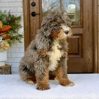 Buddy mini f2b , a male Miniature Bernedoodle for sale in Narvon, PA – Photo 2 of 4