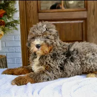 Buddy mini f2b , a male Miniature Bernedoodle for sale in Narvon, PA – Photo 3 of 4