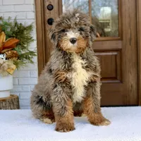 Buddy mini f2b , a male Miniature Bernedoodle for sale in Narvon, PA – Photo 4 of 4