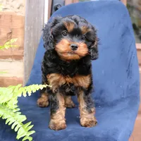 Willow, a female Cavapoo for sale in Narvon, PA – 3 of 8
