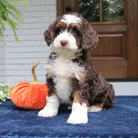 Millie, a female Miniature Bernedoodle for sale in Narvon, PA – 8 of 10