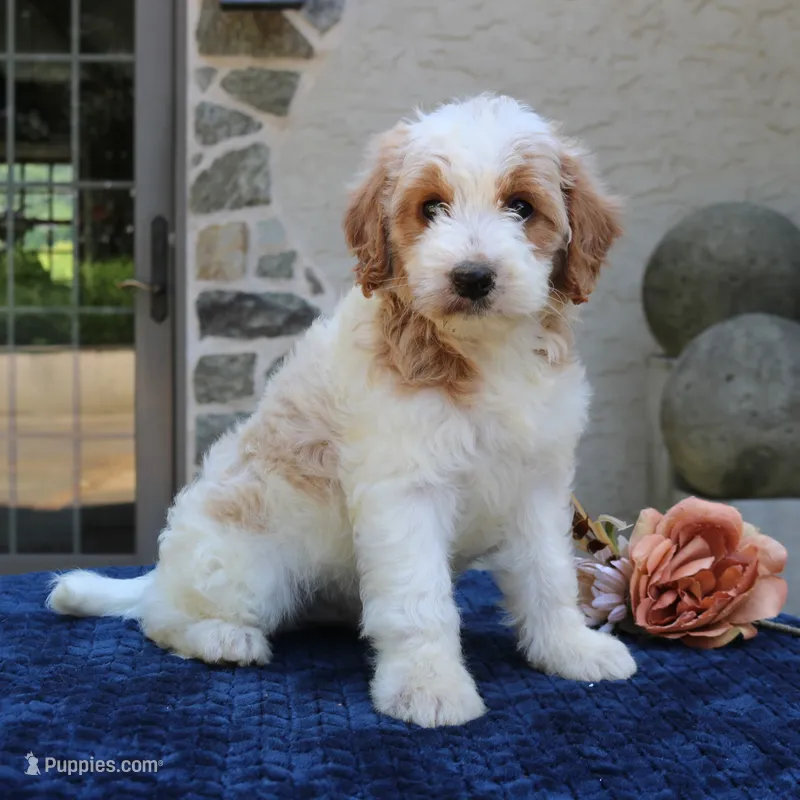 Dustin – Goldendoodle puppy for sale in Narvon, PA