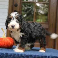Panda, a male Miniature Bernedoodle for sale in Narvon, PA – 9 of 10