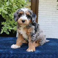 Evertte, a male Bernedoodle for sale in Narvon, PA – 2 of 6