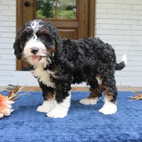 Denver, a male Bernedoodle for sale in Narvon, PA – 6 of 6