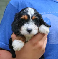 Clover, a female Cavapoo for sale in Narvon, PA – 8 of 9