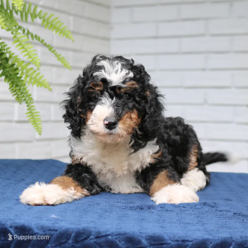 Penny – Miniature Bernedoodle puppy for sale in Narvon, PA