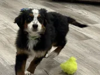 processed/e29e14d7-17a3-4ab0-84b8-0ca509778cdc/listing/f0addc67-fe45-4d7e-89ba-533e0f31ab38/e25ea3ee-2900-4f0c-99da-d7a77db8dd6b