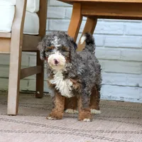Luke, a male Bernedoodle for sale in Narvon, PA – 6 of 6