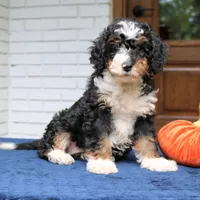 Penny, a female Miniature Bernedoodle for sale in Narvon, PA – 2 of 9