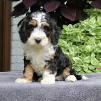 Cash, a male Cavapoo for sale in Narvon, PA – 5 of 6