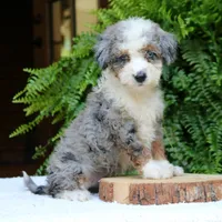 Brooke, a female Bernedoodle for sale in Narvon, PA – 3 of 6