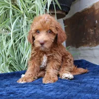 Harper, a female Goldendoodle for sale in Narvon, PA – 3 of 5
