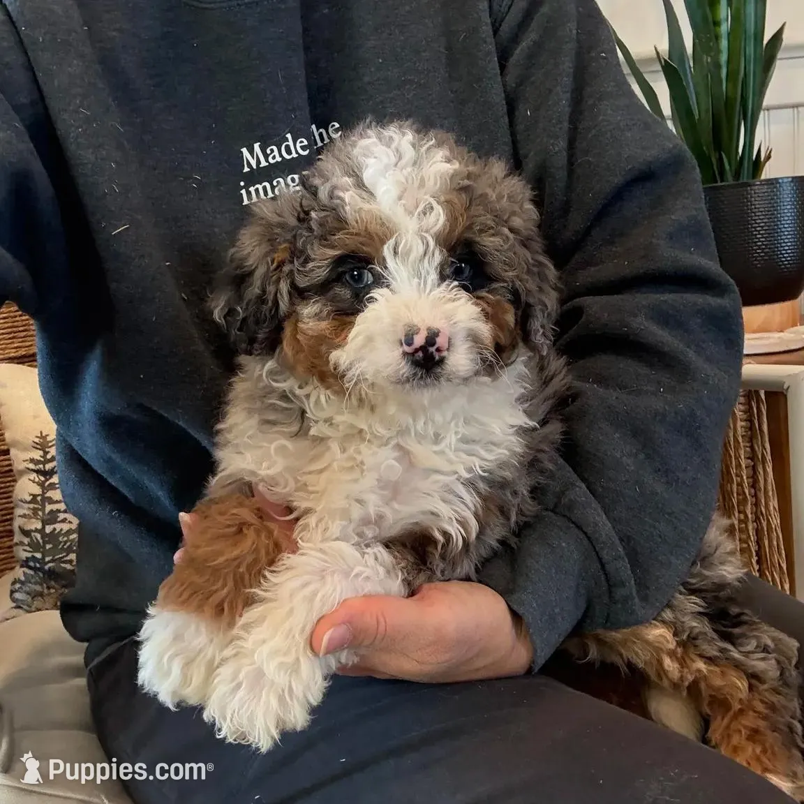 Kia, a female Miniature Bernedoodle for sale in Narvon, PA – Photo 2 of 5