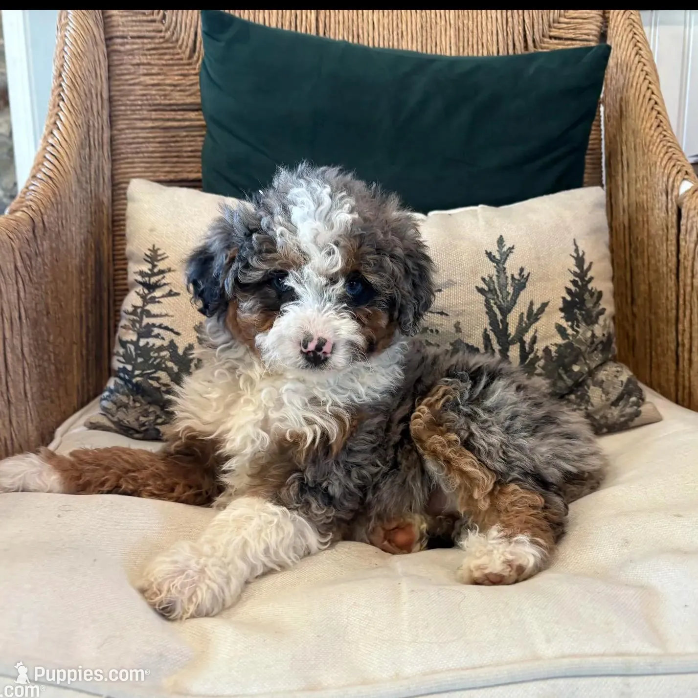 Kia, a female Miniature Bernedoodle for sale in Narvon, PA – Photo 4 of 5