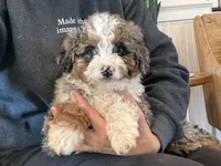 Kia, a female Miniature Bernedoodle for sale in Narvon, PA – Photo 5 of 5