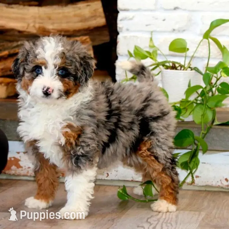 Kia, a female Miniature Bernedoodle for sale in Narvon, PA – Photo 3 of 5