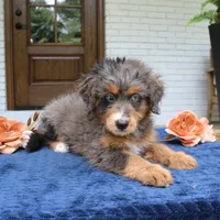 Kenzie, a female Bernedoodle for sale in Narvon, PA – 5 of 6