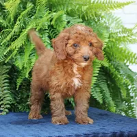 Nixon, a male Goldendoodle for sale in Narvon, PA – 7 of 9