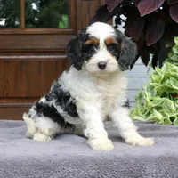 Cora, a female Cavapoo for sale in Narvon, PA – 3 of 6