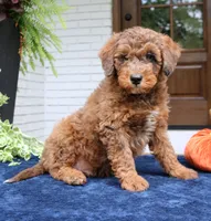Max, a male Bernedoodle for sale in Narvon, PA – 5 of 8