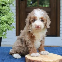Levi, a male Bernedoodle for sale in Narvon, PA – 6 of 7